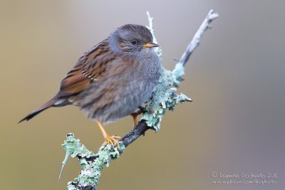 Dunnock (Prunella modularis)