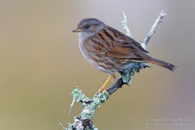 Dunnock (Prunella modularis)