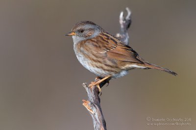 Dunnock (Prunella modularis)