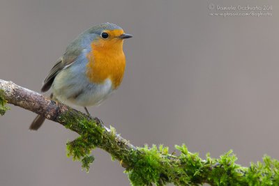 European Robin (Erithacus rubecula)