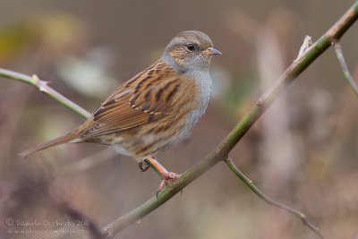 Dunnock (Prunella modularis)