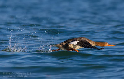 Red-breasted Merganser (Mergus serrator)