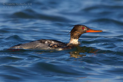 Red-breasted Merganser (Mergus serrator)