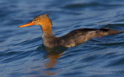 Red-breasted Merganser (Mergus serrator)