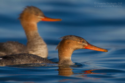 Red-breasted Merganser (Mergus serrator)