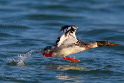 Red-breasted Merganser (Mergus serrator)