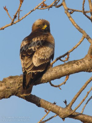 Booted Eagle (Aquila pennata)