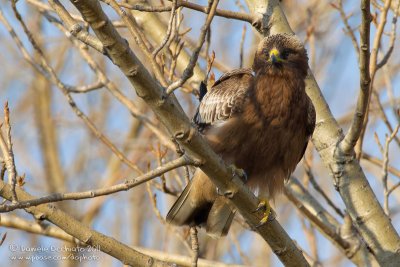 Booted Eagle (Aquila pennata)