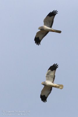 Hen Harrier (Circus cyaneus)