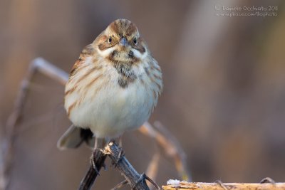 Reed Bunting (Emberiza schoeniclus)