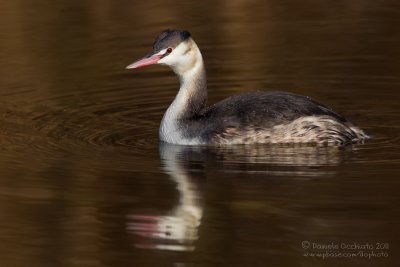 Great Crested Grebe (Podiceps cristatus)