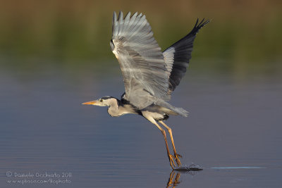 Grey Heron (Ardea cinerea)