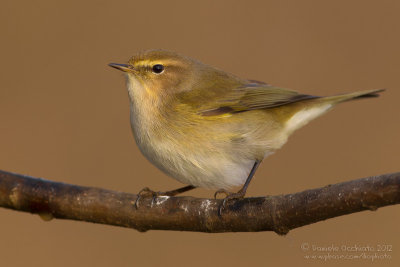 Chiffchaff (Phylloscopus collybita)