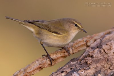 Chiffchaff (Phylloscopus collybita)