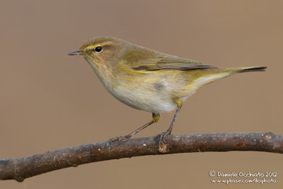 Chiffchaff (Phylloscopus collybita)