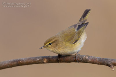 Chiffchaff (Phylloscopus collybita)