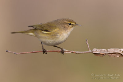 Chiffchaff (Phylloscopus collybita)