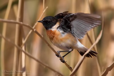 Caspian Stonechat (Saxicola maurus variegatus)