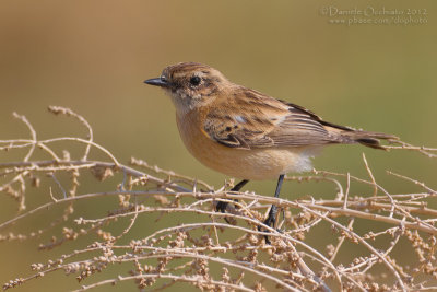 Caspian Stonechat (Saxicola maurus variegatus)