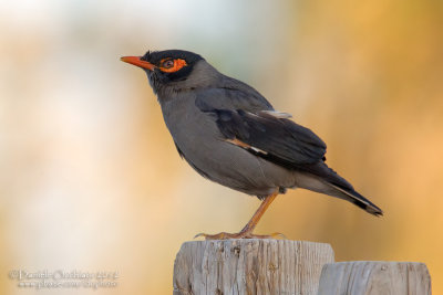 Bank Myna (Acridotheres ginginianus)