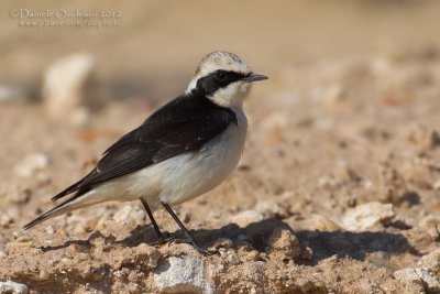 Pied Wheatear (Oenanthe pleshanka var. 'vittata')