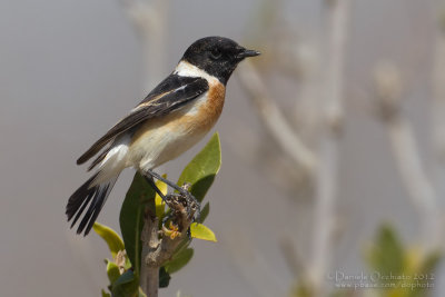 Caspian Stonechat (Saxicola maurus variegatus)