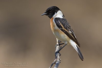 Caspian Stonechat (Saxicola maurus variegatus)