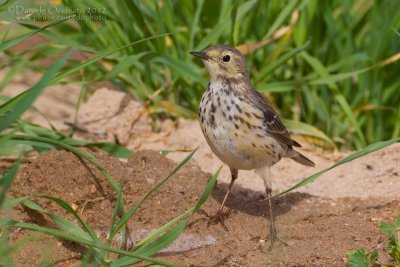 Siberian Buff-bellied Pipit (Anthus rubescens japonicus)