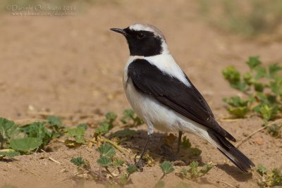 Eastern Black-eared Wheatear (Oenanthe hispanica melanoleuca)