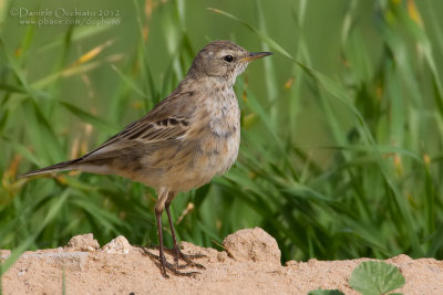Water Pipit (Anthus spinoletta coutellii)