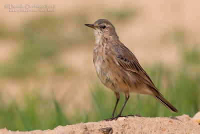 Water Pipit (Anthus spinoletta coutellii)