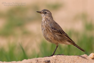 Water Pipit (Anthus spinoletta coutellii)