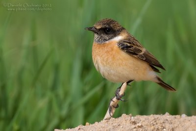 Siberian Stonechat (Saxicola maurus maurus)