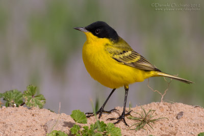 Black-headed Wagtail (Motacilla flafa feldegg)