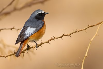 Ehrenberg's Redstart (Phoenicurus phoenicurus samamisicus)