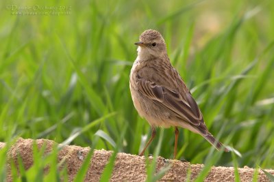 Water Pipit (Anthus spinoletta coutellii)