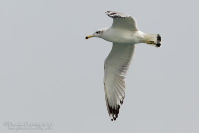 Great Black-headed Gull (Ichthyaetus ichthyaetus)