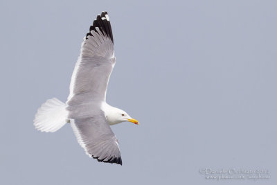 Steppe Gull (Larus cachinnans barabensis)