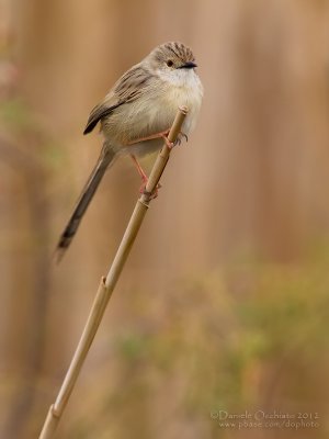 Delicate Prinia (Prinia delicata)