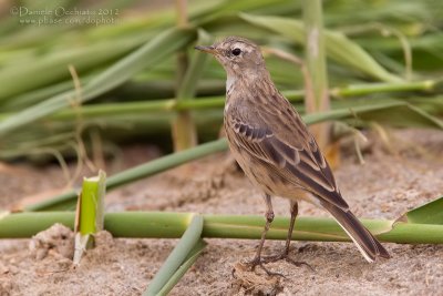 Water Pipit (Anthus spinoletta coutellii)