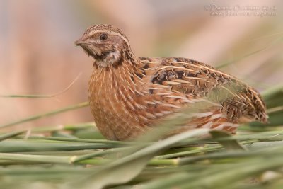 Common Quail (Coturnix coturnix)