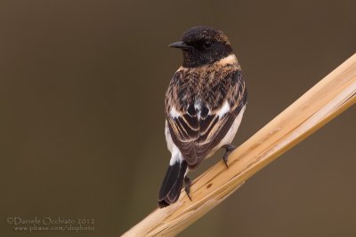 Caspian Stonechat (Saxicola maurus variegatus)