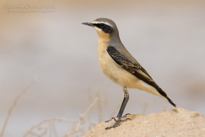 Northern Wheatear (Oenanthe oenanthe)