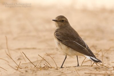 Pied Wheatear (Oenanthe pleshanka)