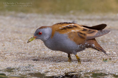 Little Crake (Porzana parva)