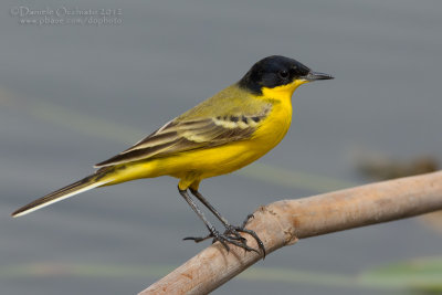 Black-headed Wagtail (Motacilla flava feldegg)