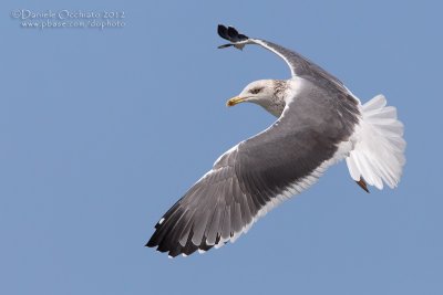 Heuglin's Gull (Larus heuglinii)