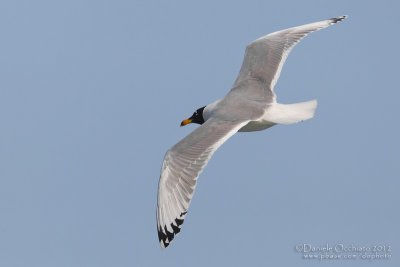 Great Black-headed Gull (Ichthyaetus ichthyaetus)