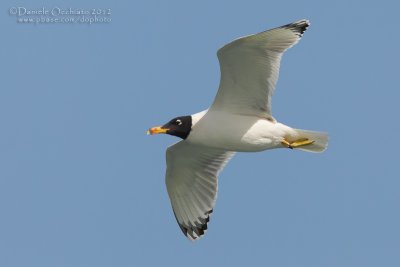 Great Black-headed Gull (Ichthyaetus ichthyaetus)