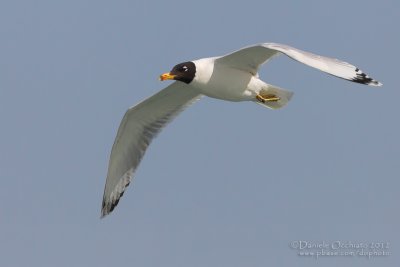 Great Black-headed Gull (Ichthyaetus ichthyaetus)